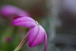 Browallia Speciosa